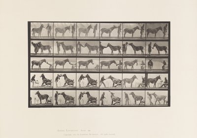 Tavola 664. Mulo; Varie Performance; a un Tavolo, ecc. da Eadweard Muybridge