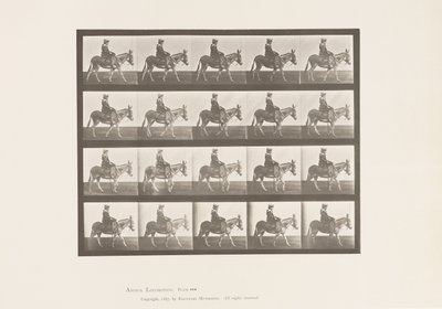 Tavola 666. Asino; Camminando; Sella; Una Ragazza a Cavallo, Zoo da Eadweard Muybridge