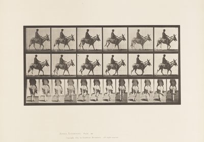 Tavola 667. Asino; Camminando; Sella; Un Ragazzo a Cavallo, Zoo da Eadweard Muybridge