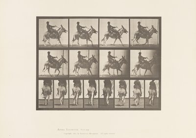 Tavola 668. Asino; Andatura; Sella; Un Ragazzo a Cavallo, Zoo da Eadweard Muybridge