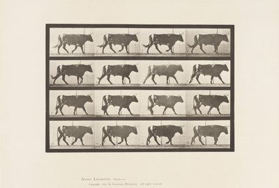 Tavola 669. Bue; Camminando da Eadweard Muybridge