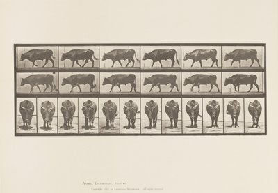 Piastra 670. Bue; Camminando da Eadweard Muybridge