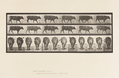 Piastra 671. Bue; Camminando da Eadweard Muybridge