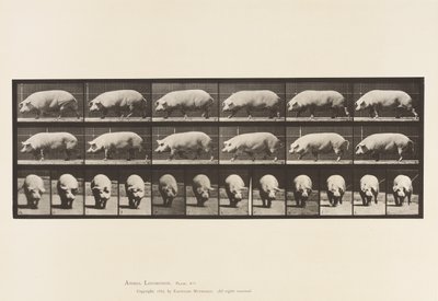 Piastra 673. Scrofa; camminando da Eadweard Muybridge