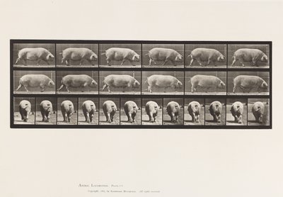 Piastra 674. Scrofa; camminando da Eadweard Muybridge