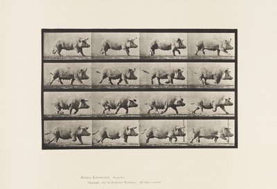 Tavola 675. Scrofa; Trotto da Eadweard Muybridge