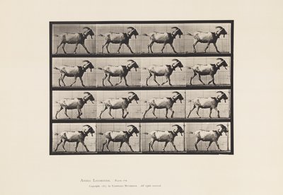 Piastra 676. Capra; camminando da Eadweard Muybridge