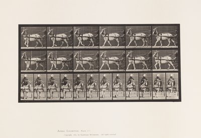 Tavola 677. Capra; Camminando in Sulky da Eadweard Muybridge