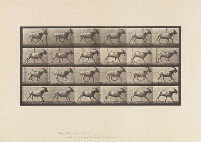 Tavola 679. Capra; Galoppo da Eadweard Muybridge