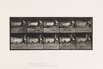 Tavola 680. Orice; Galoppo da Eadweard Muybridge