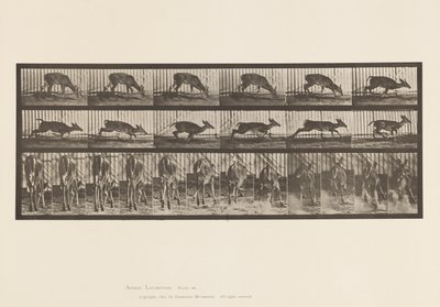 Tavola 681. Cervo della Virginia; (Senza Corna) Cervo Camminando da Eadweard Muybridge