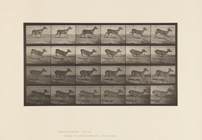 Piastra 683. Cervo della Virginia; (senza corna); maschio; al galoppo da Eadweard Muybridge