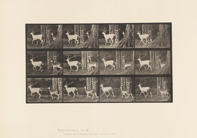 Piastra 685. Daino; maschio e femmina; al trotto da Eadweard Muybridge