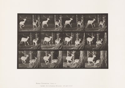 Tavola 686. Daino; Cervo e Daina; Galoppo da Eadweard Muybridge