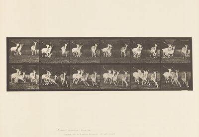 Tavola 688. Daino; Cervo e Gruppo di Cerbiatte; Galoppando da Eadweard Muybridge
