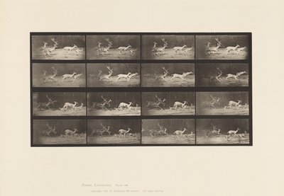 Tavola 689. Daino; A, B, Cervo e Gruppo di Cerbiatti; Galoppo da Eadweard Muybridge