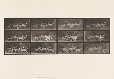Tavola 690. Daino; Cervo e Gruppo di Daini; Vari Movimenti da Eadweard Muybridge