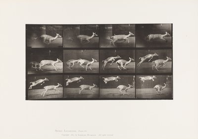 Tavola 691. Daino; Cerva; Galoppo; e Cerbiatto; Salto da Eadweard Muybridge