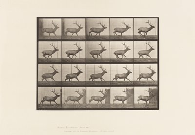 Tavola 693. Alce, Galoppo da Eadweard Muybridge