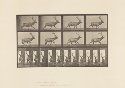 Tavola 694. Alce; Galoppo da Eadweard Muybridge