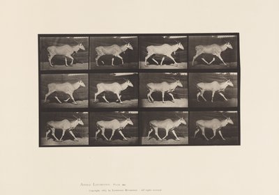 Tavola 696. Eland; Trotto da Eadweard Muybridge