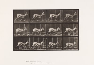 Tavola 697. Antilope; Trotto da Eadweard Muybridge