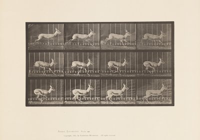 Tavola 698. Antilope; Galoppo da Eadweard Muybridge