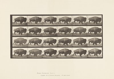 Piastra 699. Bufalo; camminando da Eadweard Muybridge