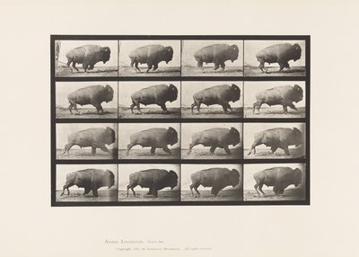 Piastra 700. Bufalo; al galoppo da Eadweard Muybridge