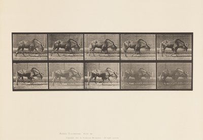 Tavola 701. Gnu; Camminare da Eadweard Muybridge