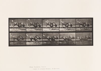 Tavola 702. Gnu; Saltando e Galoppando da Eadweard Muybridge