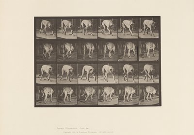 Tavola 704. Cane; Camminata; Mastino da Eadweard Muybridge
