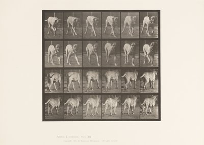 Piastra 705. Cane; Trotto; Mastino da Eadweard Muybridge