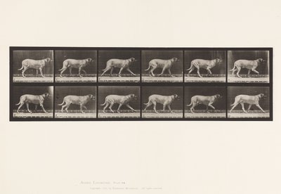 Tavola 706. Cane; Trotto; Mastino da Eadweard Muybridge