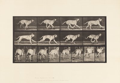 Piastra 707. Cane; Galoppante; Mastino da Eadweard Muybridge