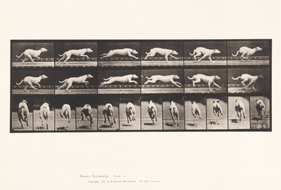 Piastra 709. Cane; al galoppo; levriero bianco Maggie da Eadweard Muybridge