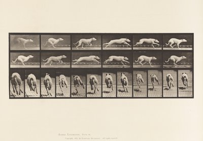 Tavola 710. Cane; Galoppare; Levriero bianco Maggie da Eadweard Muybridge