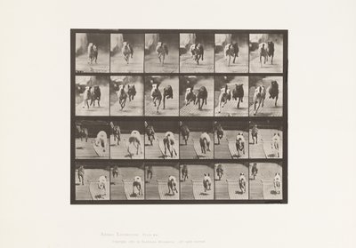 Tavola 711. Cani; Due in Gara; A, B; Levrieri da Corsa, Ike & Maggie da Eadweard Muybridge