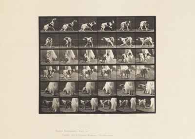 Tavola 713. Cane; Girando Intorno, ecc; Setter Kate da Eadweard Muybridge