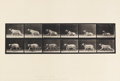 Tavola 714. Cane; Allertato da un Siluro; Mastino-Smith da Eadweard Muybridge