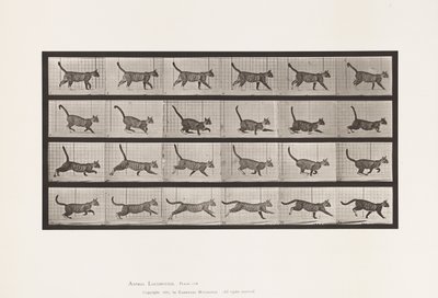 Tavola 716. Gatto; Camminare, Cambiare a Galoppare da Eadweard Muybridge