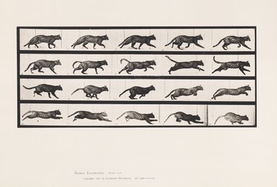 Tavola 717. Gatto; Trotto; Cambio a Galoppo da Eadweard Muybridge
