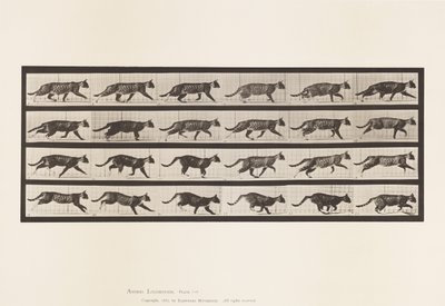 Tavola 718. Gatto; Trotto; Passaggio al Galoppo da Eadweard Muybridge
