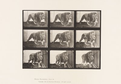 Tavola 721. Leone; Camminare da Eadweard Muybridge