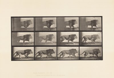 Tavola 722. Leone; Camminata da Eadweard Muybridge