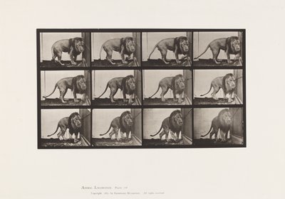 Tavola 723. Leone; Camminare, Girarsi da Eadweard Muybridge