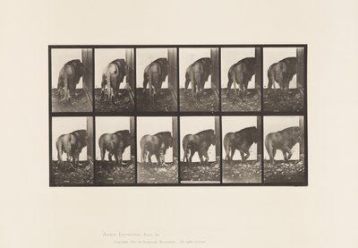 Tavola 724. Leone; Camminata, Girandosi da Eadweard Muybridge