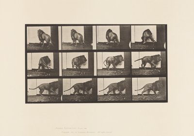 Tavola 725. Leone; Camminare, Girarsi da Eadweard Muybridge