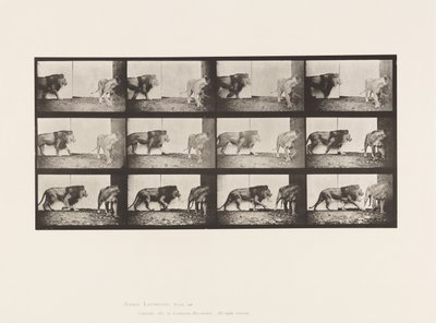 Tavola 726. Leone e Leonessa; Camminando da Eadweard Muybridge