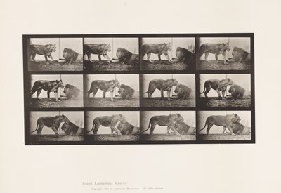 Tavola 727. Leonessa; Camminando; Leone; Sdraiato da Eadweard Muybridge